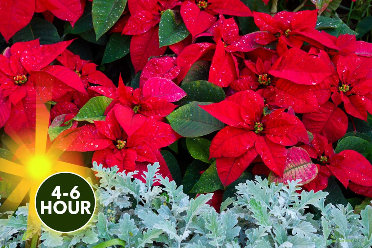 Flowerbed of fresh red poinsetia flowers with waterdrops, Do Poinsettias Need Sun? [How Many Hours Per Day?]