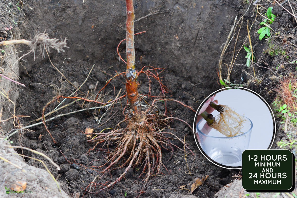 Planting a grafted fruit tree with a good root system. A close-up of a young tree with bare roots in a planting hole., How Long To Soak Bare Root Trees Before Planting?