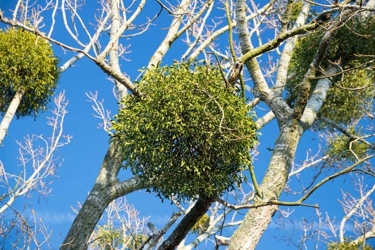 A Christmas mistletoe ball on a tree, How Big Do Mistletoe Trees Grow?