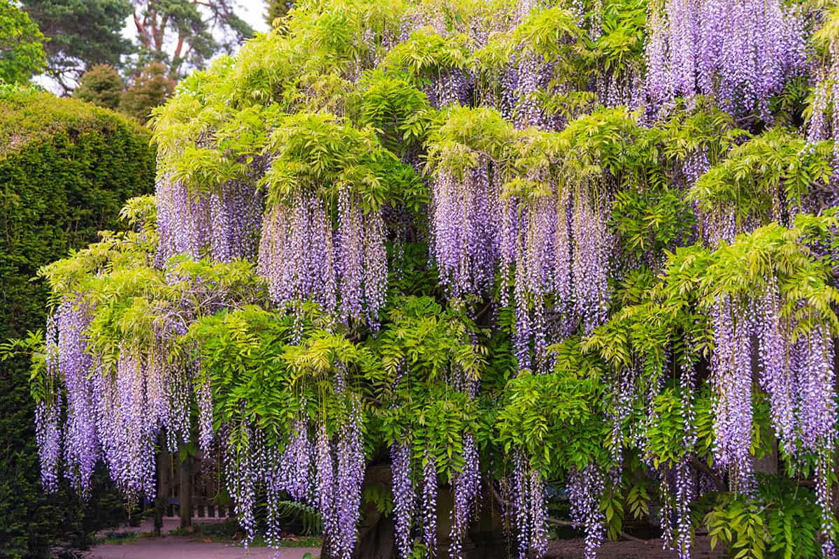 A Wisteria creeper grows from the bottom to the top of a 40 foot tree