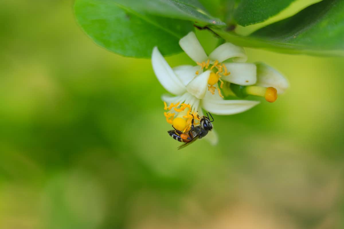 A bee is gathering carpels on the beautiful lime flower