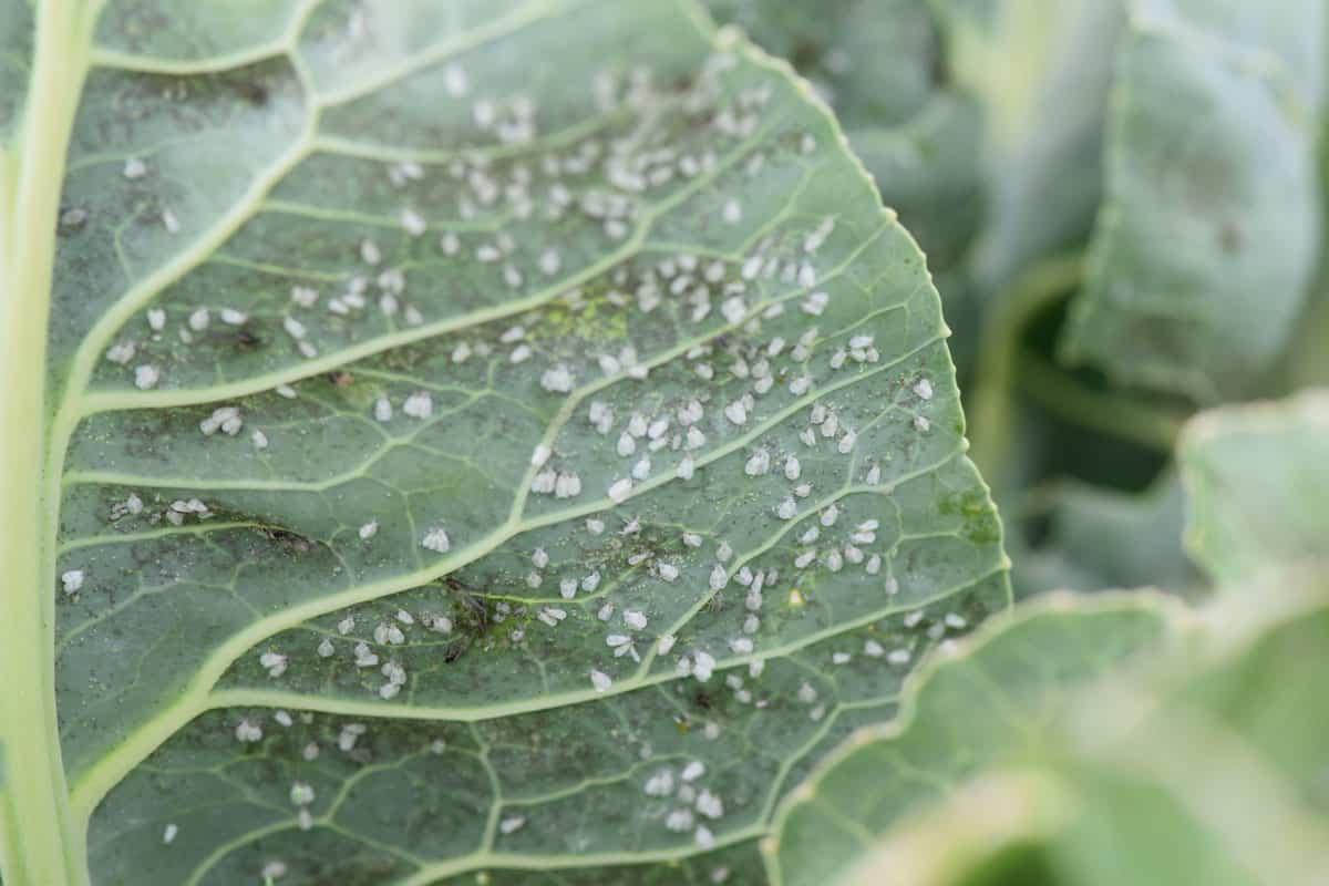 A colony of whiteflies photographed underneath a taro leaf