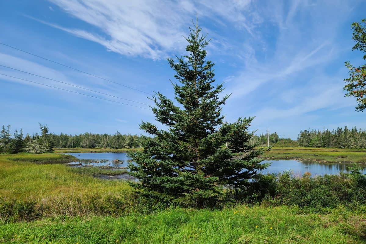 A lone tree standing beneath swirling clouds. The Nova Scotian pine tree is the perfect Christmas tree. It's sitting in front of a swampy marshland.