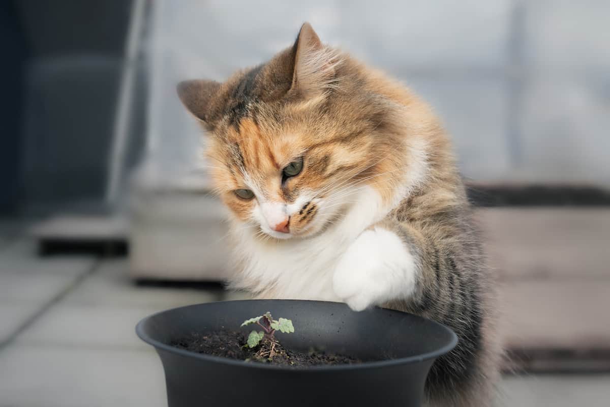 A long hair female kitty is sitting behind a catnip seedling, with raised paw in motion.