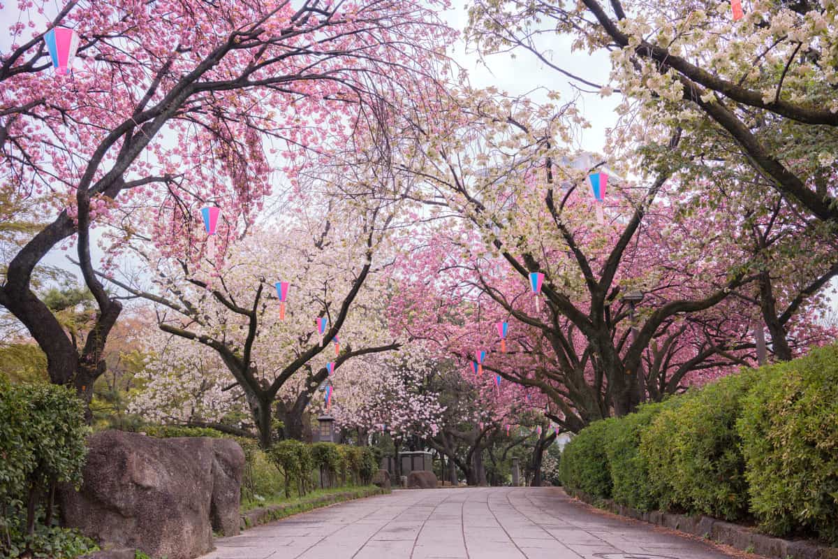 A park filled with weeping cherry trees at a park