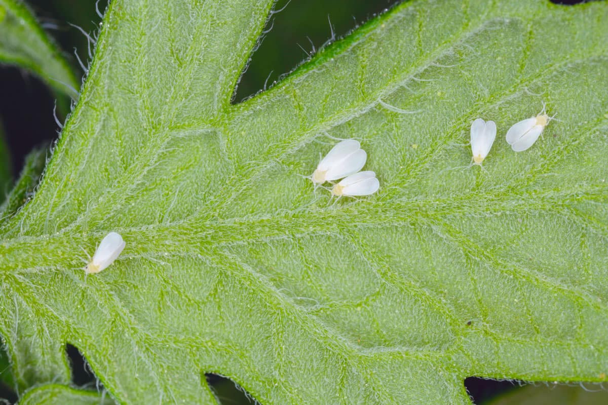 A small group of whiteflies in a garden plant