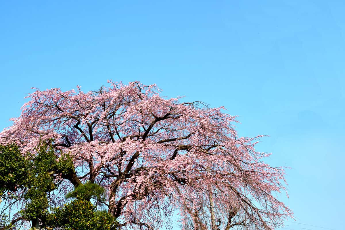 A tall weeping cherry tree photographed at a park