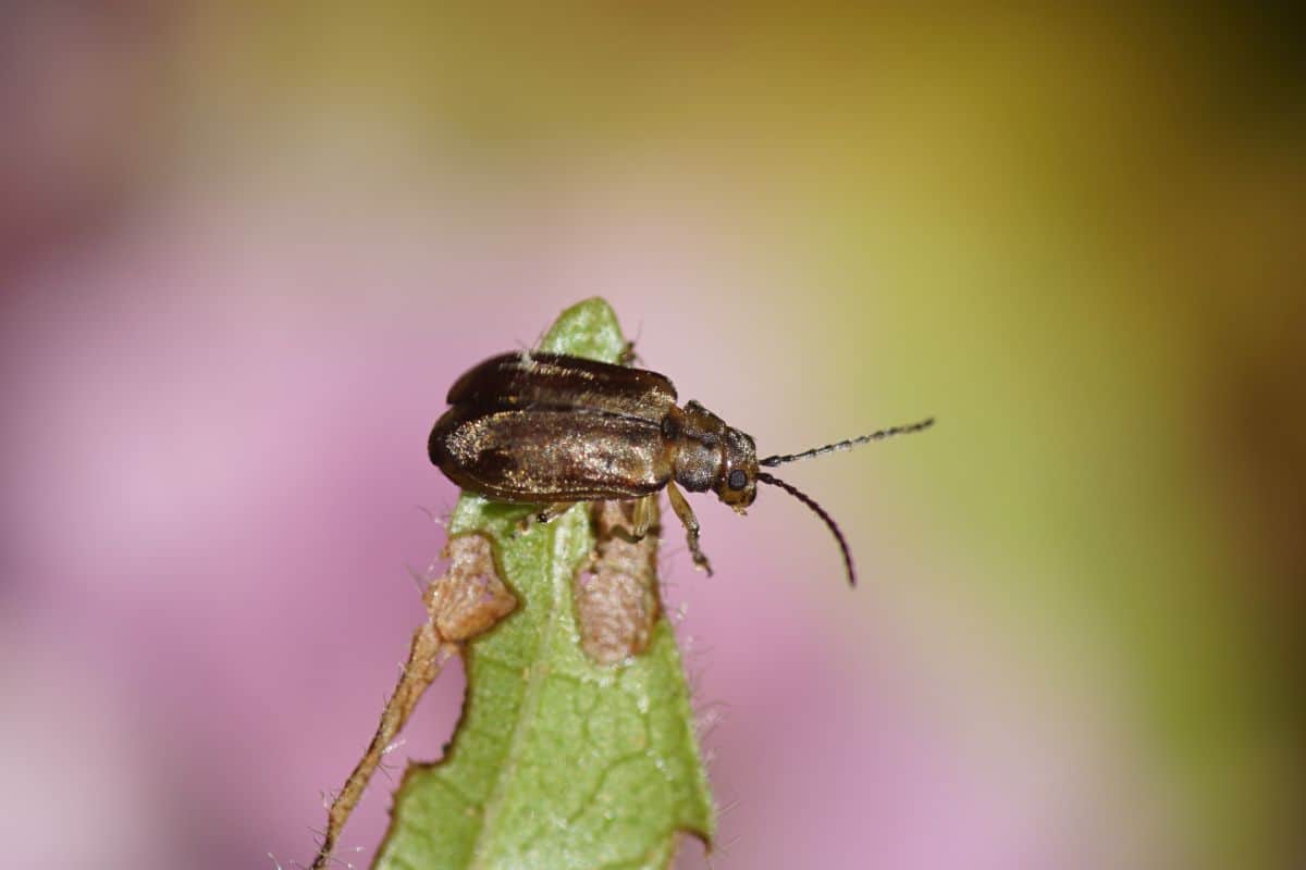 A viburnum leaf beetle (Pyrrhalta viburni) likes our laurustinus (Viburnum tinus). Family Chrysomelidae.