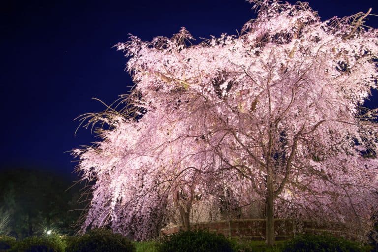 A weeping cherry tree at Maruyama Park, Kyoto, Japan, at night, How Long Do Weeping Cherry Trees Live?
