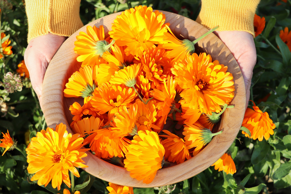 A woman farmer breaks flowers of a medical marigold. The harvest will be dried and the medicinal tincture will be made .