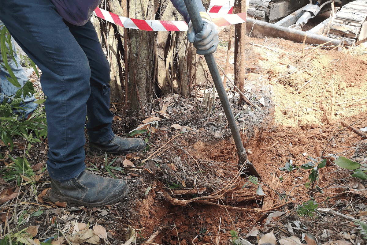 A worker uses a post-hole digging bar with chisel edge to cut unwanted roots
