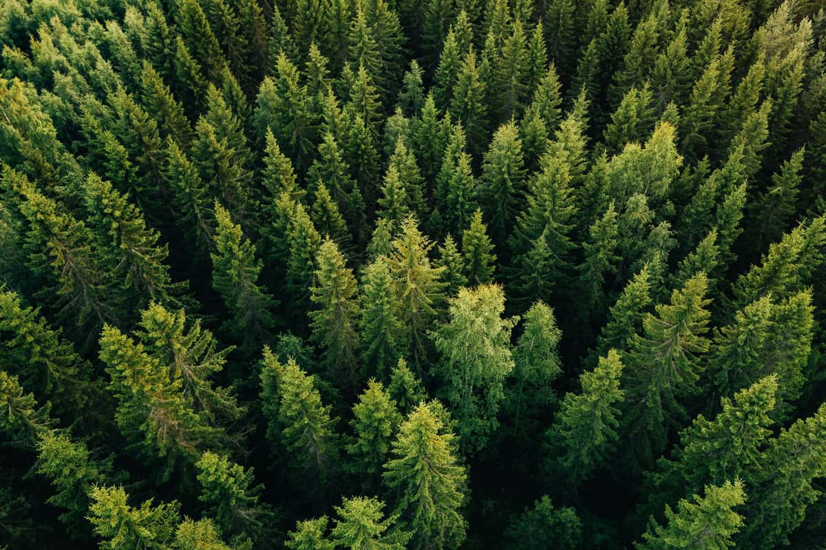Aerial top view of summer green trees in forest in rural Finland. Drone photography 