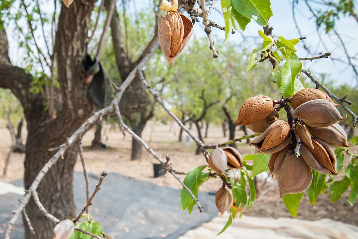 Almonds on a tree in a hot summer day