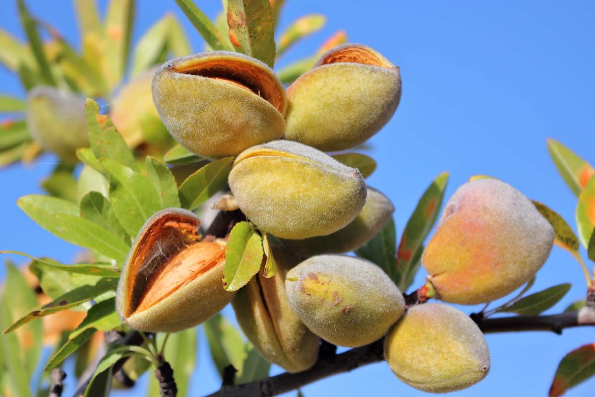 Almonds on the tree ripening for the next harvest