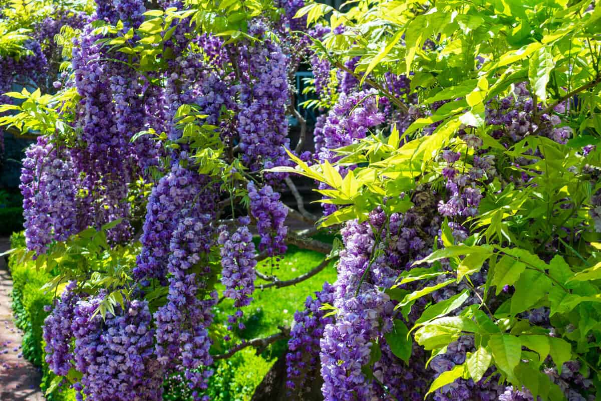 American wisteria, Wisteria frutescens, beautifully blooming in springtime in public park 