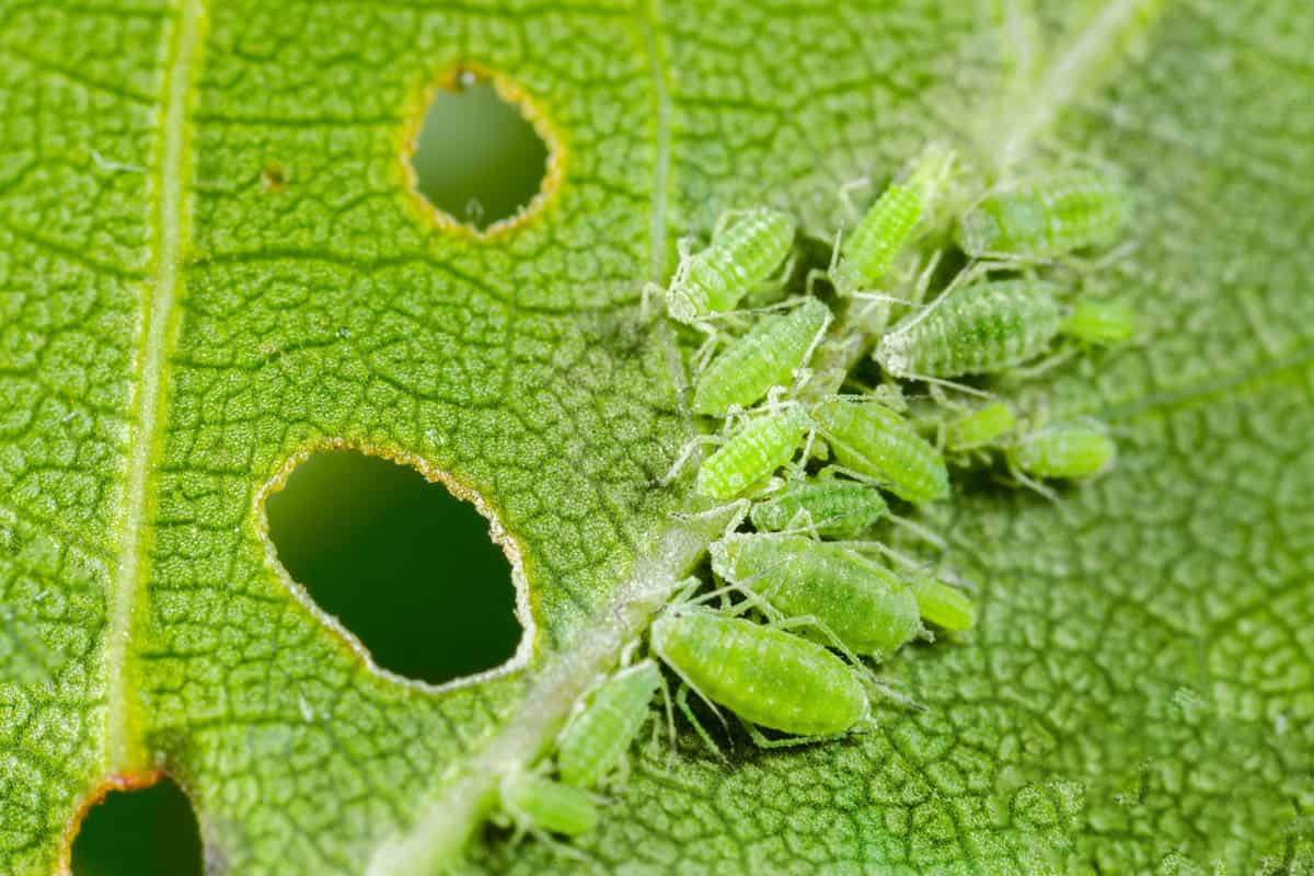 Aphid close up on a green leaf. Crop harvests, insecticidal treatment. Damaged plant leaves, devouring. Copy space 