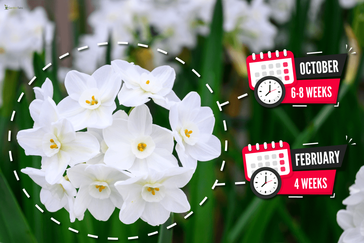 fragrant paperwhite narcissus plants full bloom, Are Paperwhites Perennials Or Annuals?