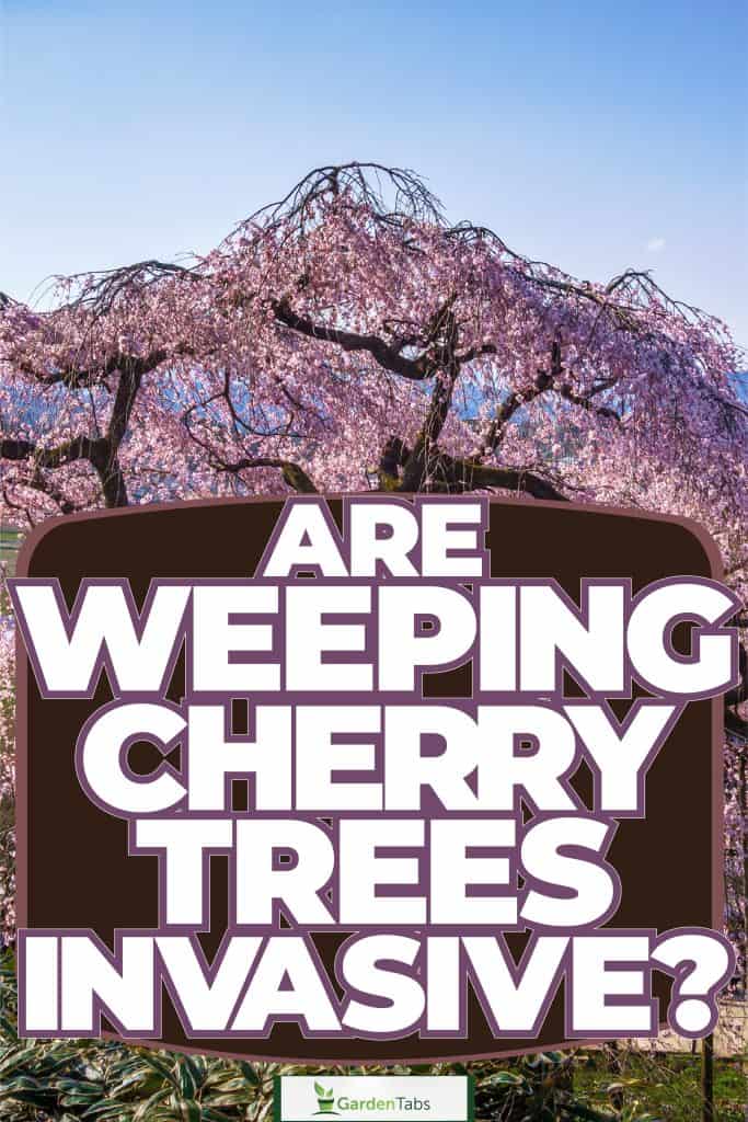 A beautiful pink weeping cherry tree in a garden, Are Weeping Cherry Trees Invasive?