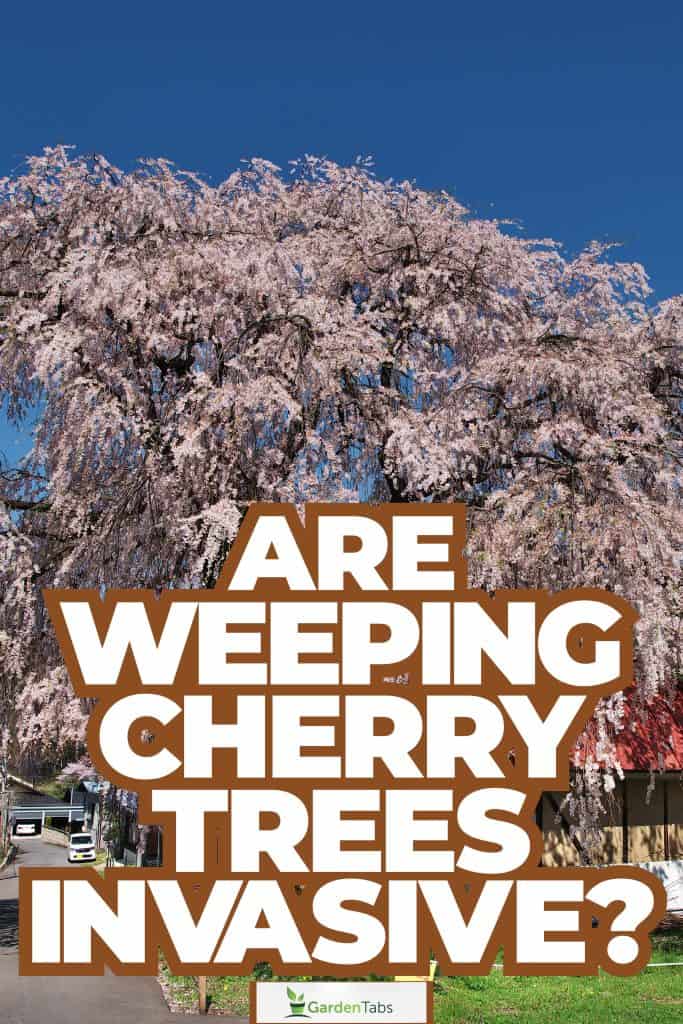 A beautiful pink weeping cherry tree in a garden, Are Weeping Cherry Trees Invasive?