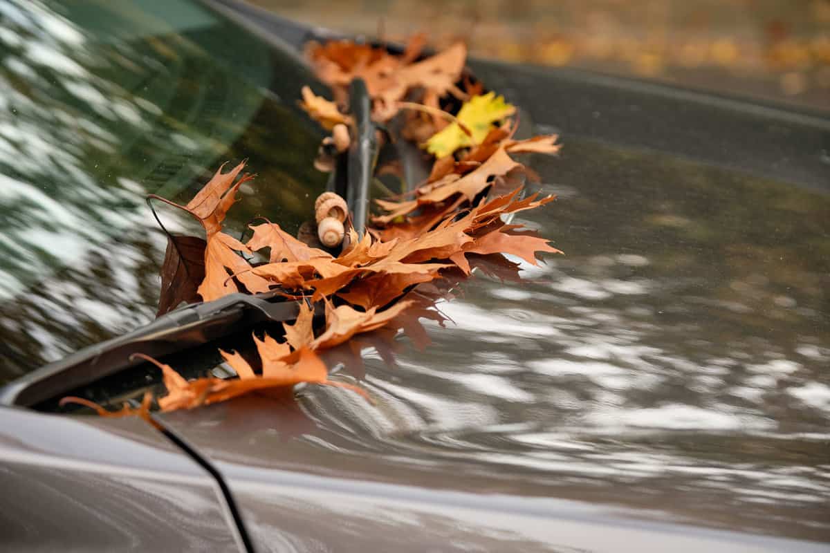 Autumn leaves of maple trees and red oak trees are lying on the wipers of a grey car between the windscreen and the bonnet in October in Germany 