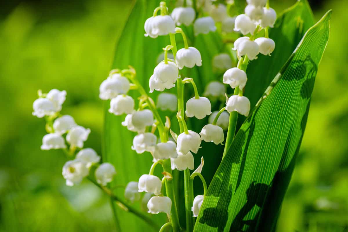 Blooming lily of the valley flowers on a background of green grass Flower Spring Lily of the valley Background Horizontal Close-up Macro shot. Close-up of lily of the valley.