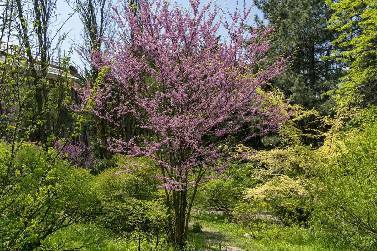 Blooming redbud tree cercis canadensis in springtime in the park. Beautiful pink flowers of the Judas tree. Purple spring blossom in sunny day. Buds grow on branches and trunk.