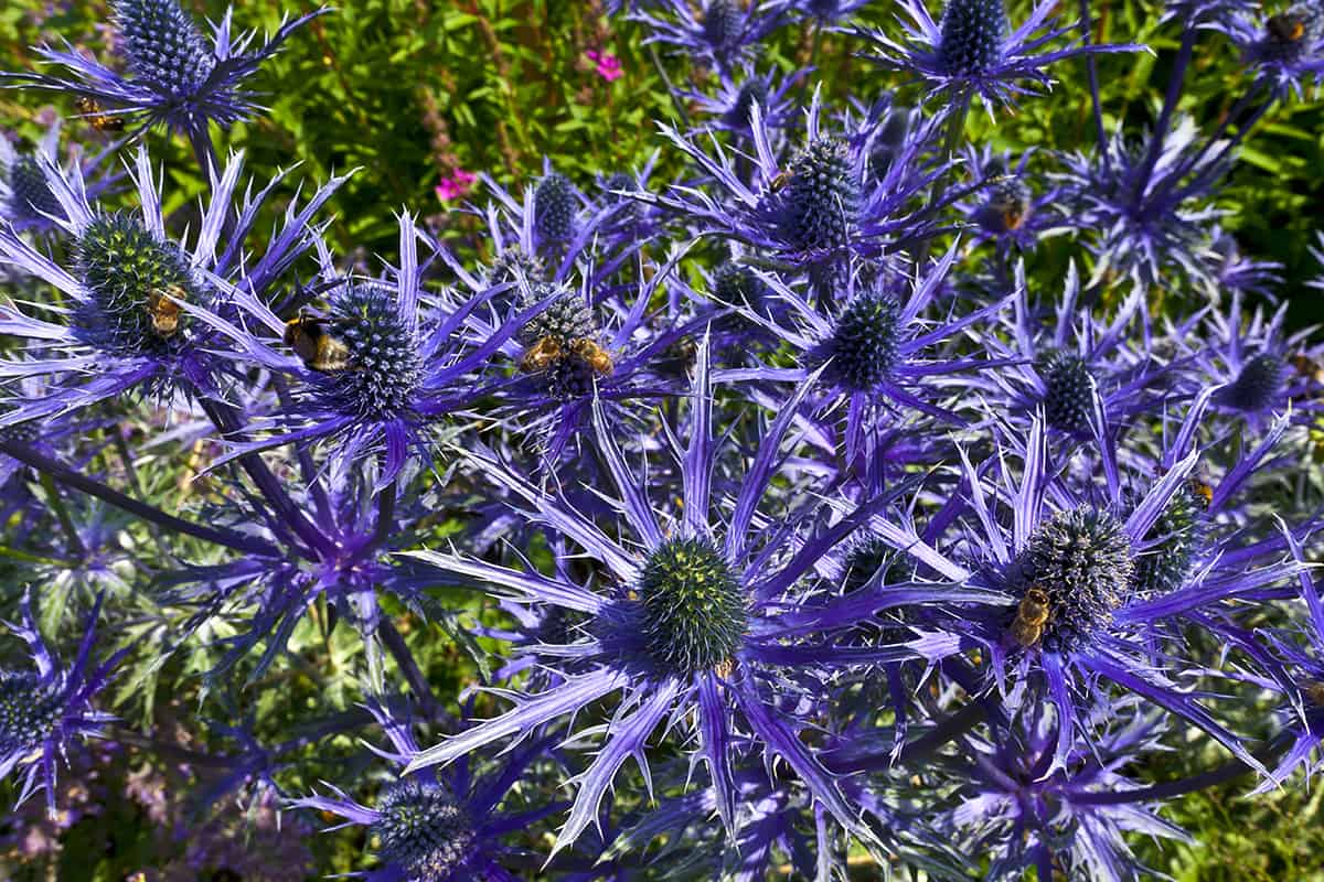 BLUE STAR flower in in a herbaceous border