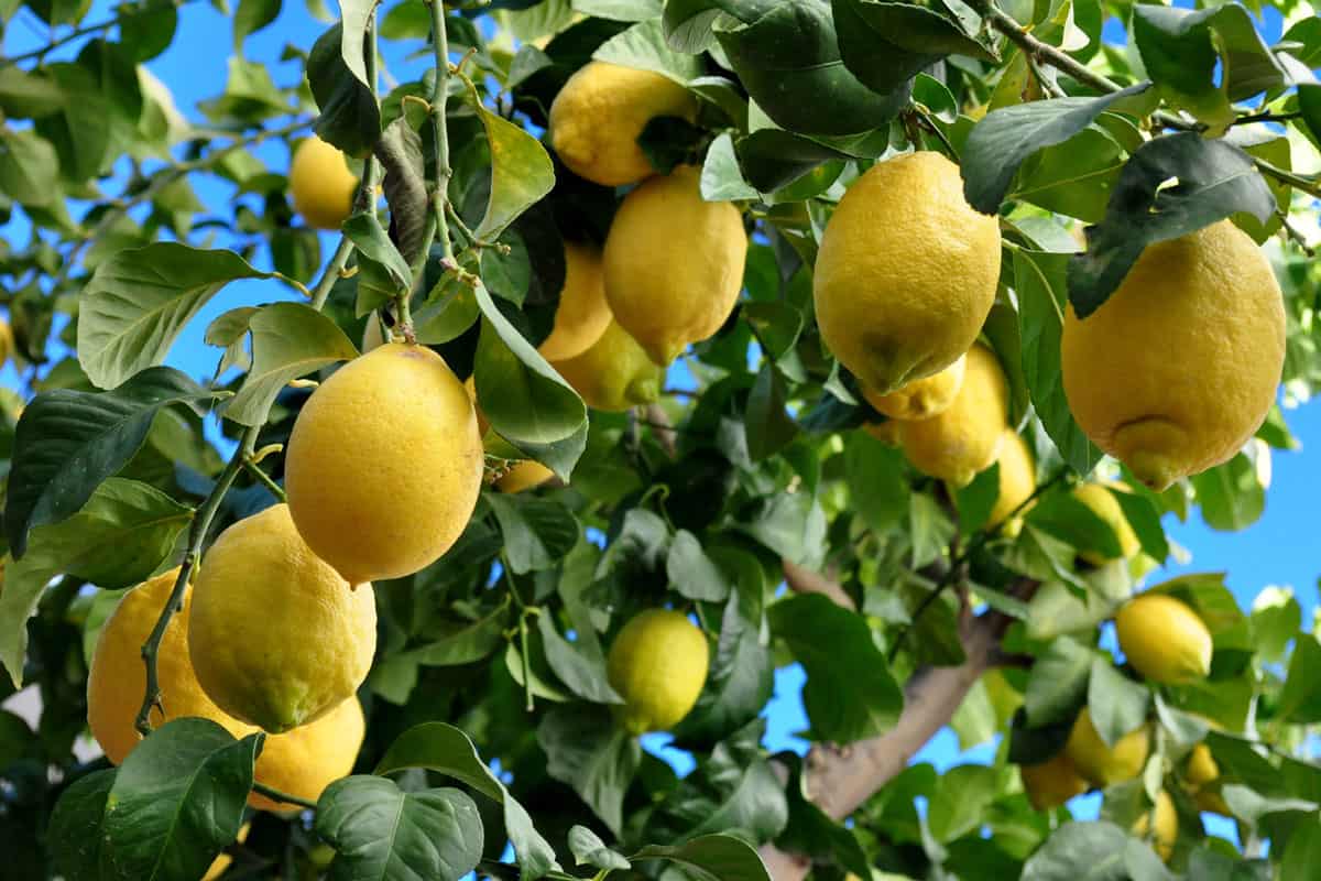 Beautiful and ready for harvest lemons