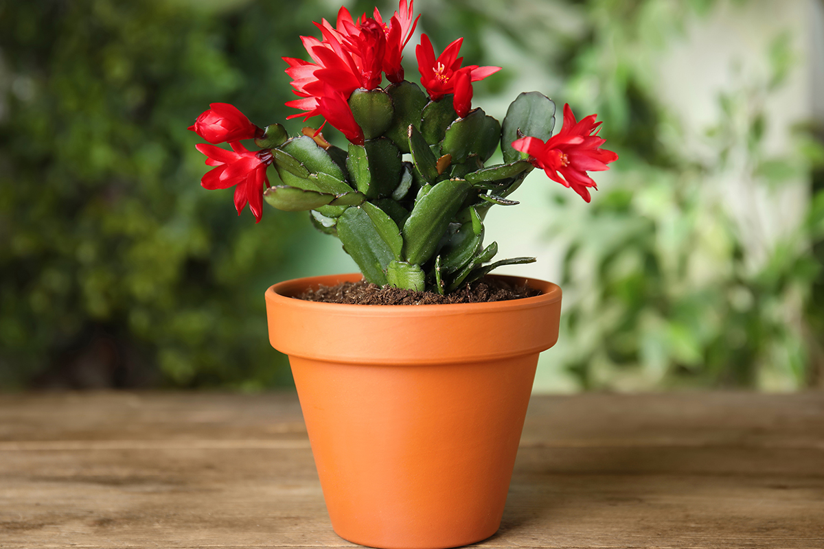 Beautiful blooming Christmas cactus in pot