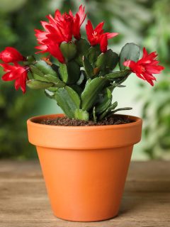 Beautiful blooming Schlumbergera (Christmas or Thanksgiving cactus) in pot on wooden table, Can I Use Orchid Fertilizer On Christmas Cactus?