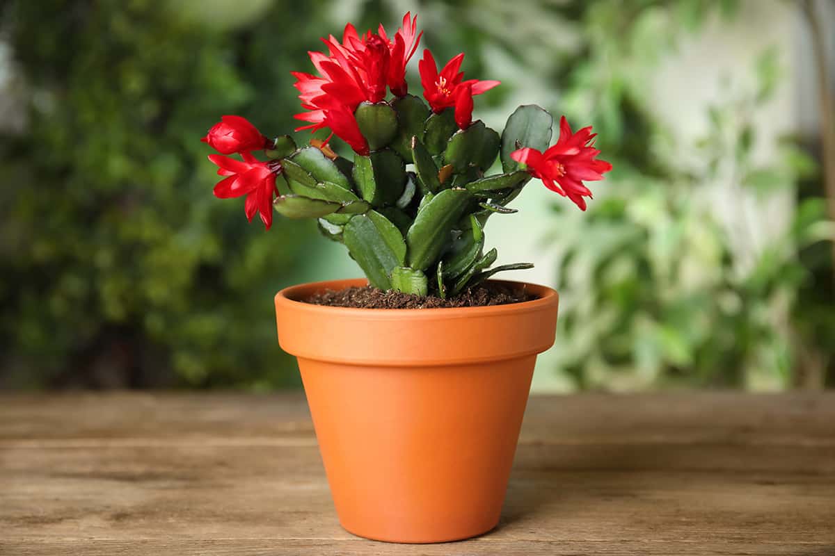 Beautiful blooming christmas cactus in pot on wooden table