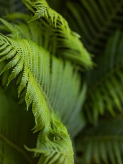 Beautiful fern leaf close up in nature, Can I Cut Off Fern Stolons?