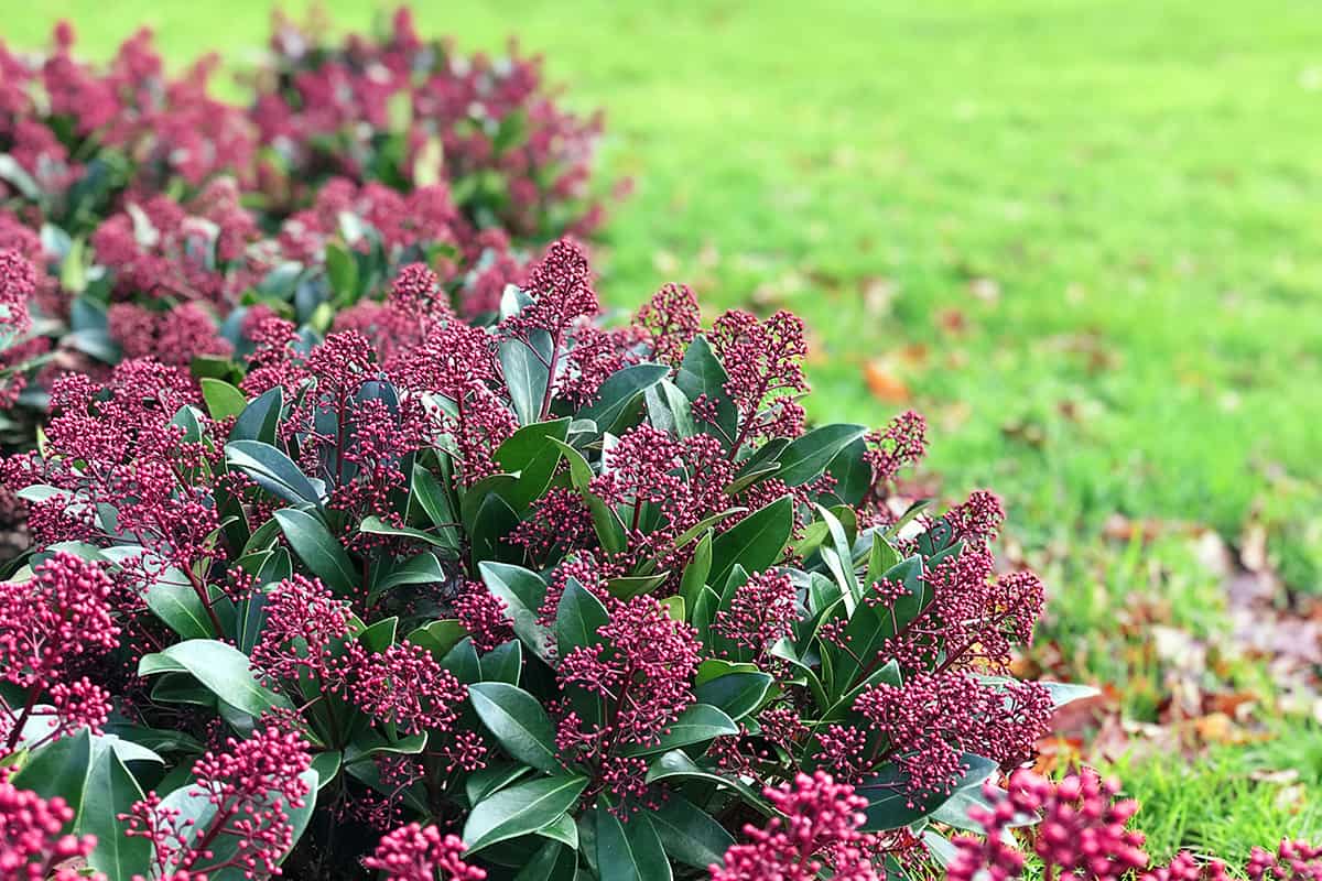 Beautiful red skimmia japonica rubella plant with green leaves and red berries