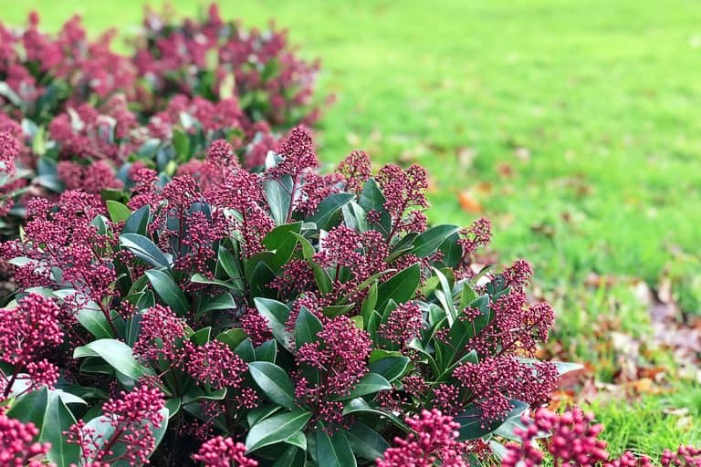 Beautiful skimmia plant with green leaves and red berries, What To Plant With Skimmia? [5 Best Companion Plants]