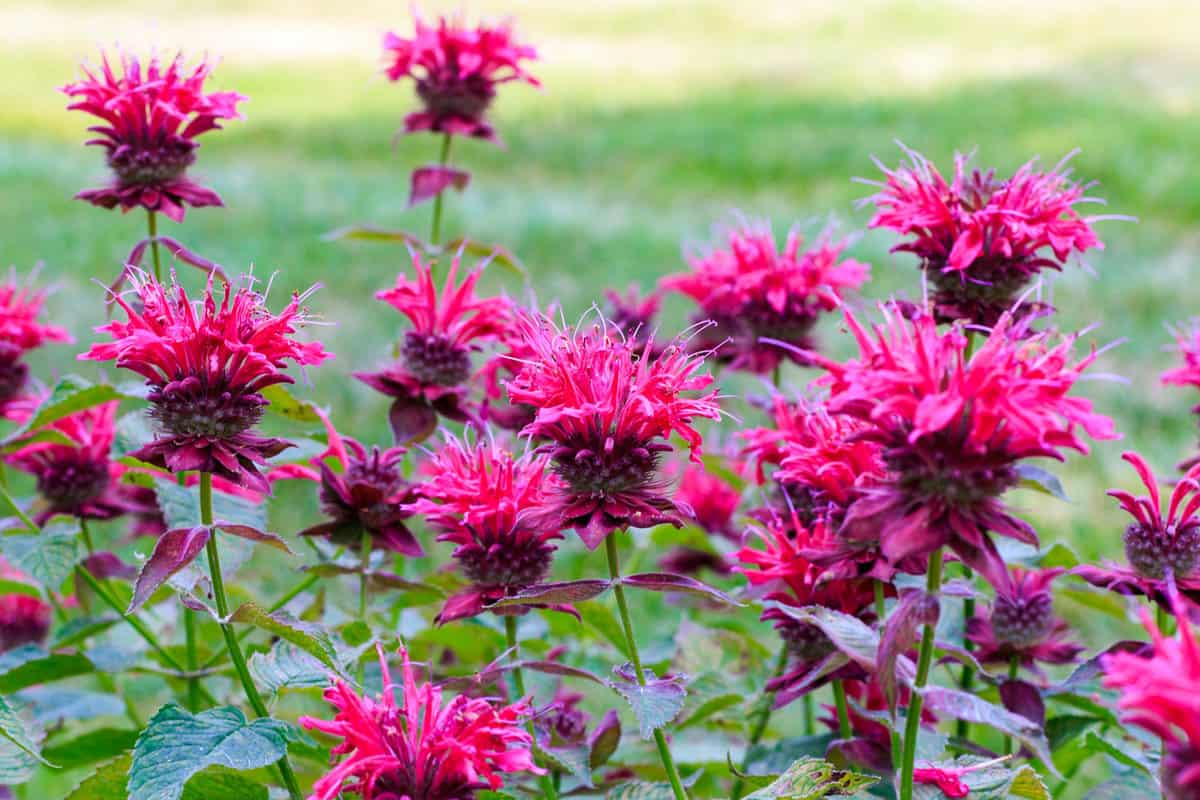 Bee Balm in Bloom. 