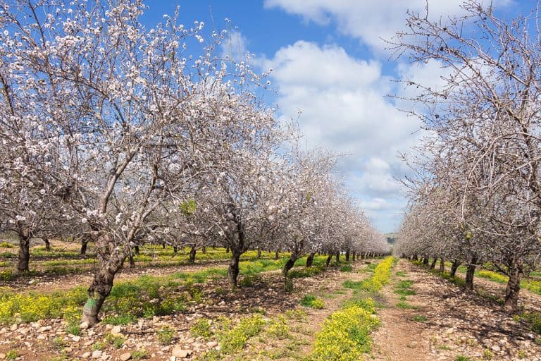 Blooming almond trees in the orchard, Can You Grow An Almond Tree From An Almond? [Yes! Here's What You Need To Know!]