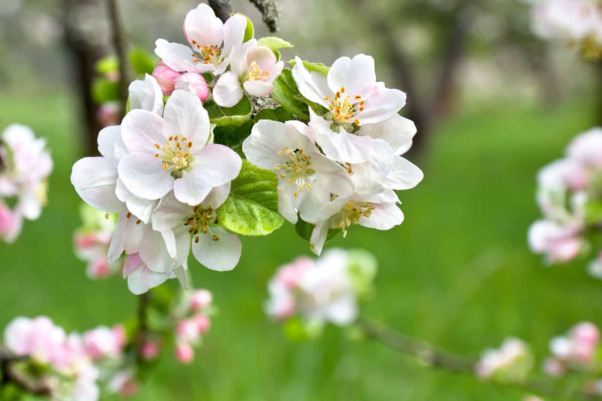 Blooming apple tree in spring tim