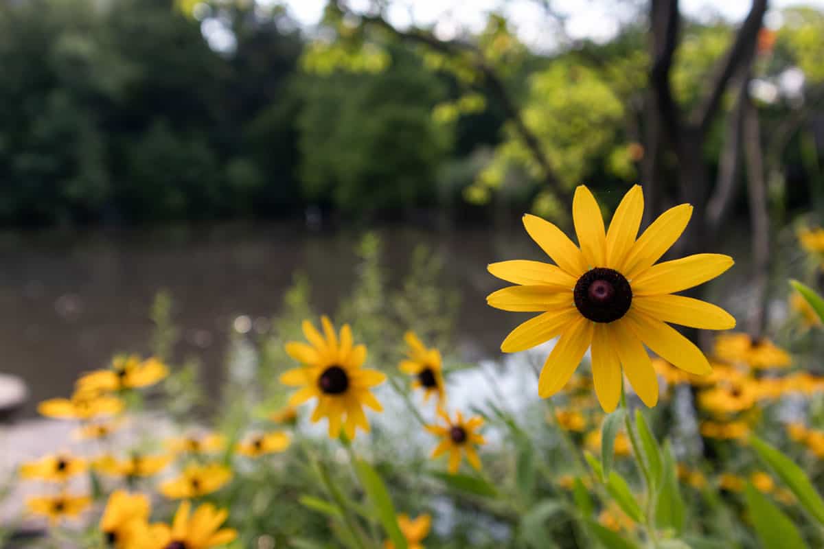 Blooming black eyed Susan's near a body of water