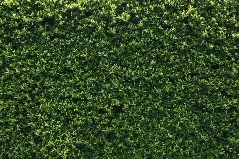 Box hedge with green leafs isolated. - How To Fill Gaps In A Conifer Hedge [In 5 Easy Steps]