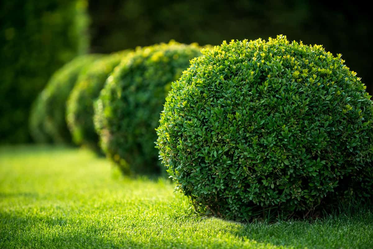 Boxwood bushes round shape,formal park