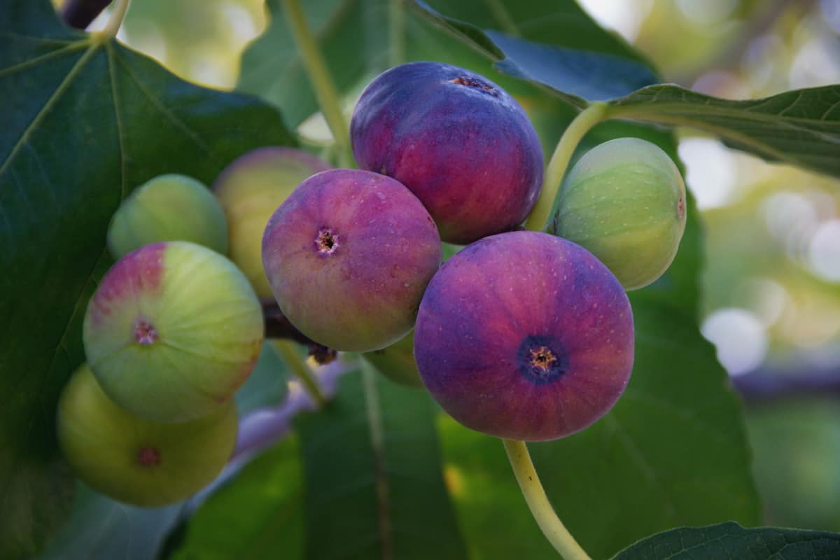 Branch of fig tree with colorful fruits in various stages of ripening