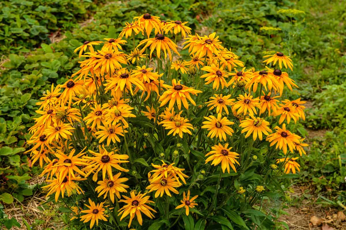 Bright Black eyed susans blooming at the garden