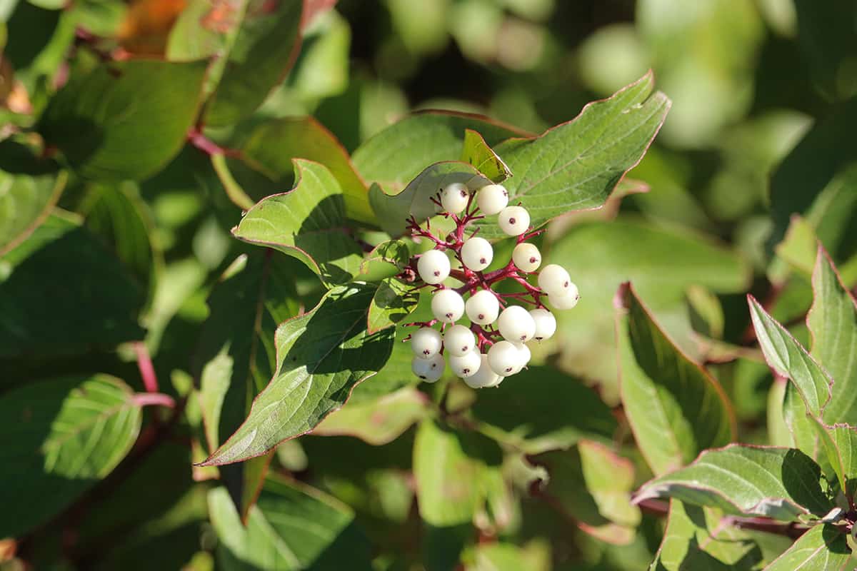 Brilliant white berries red ozier dogwood
