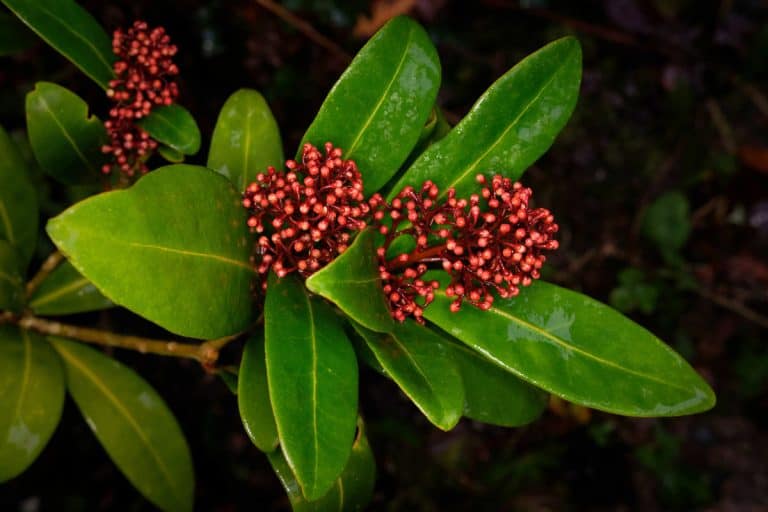 budded inflorescences of a skimmia japonica (Rutaceae), What Is Eating My Skimmia Leaves?