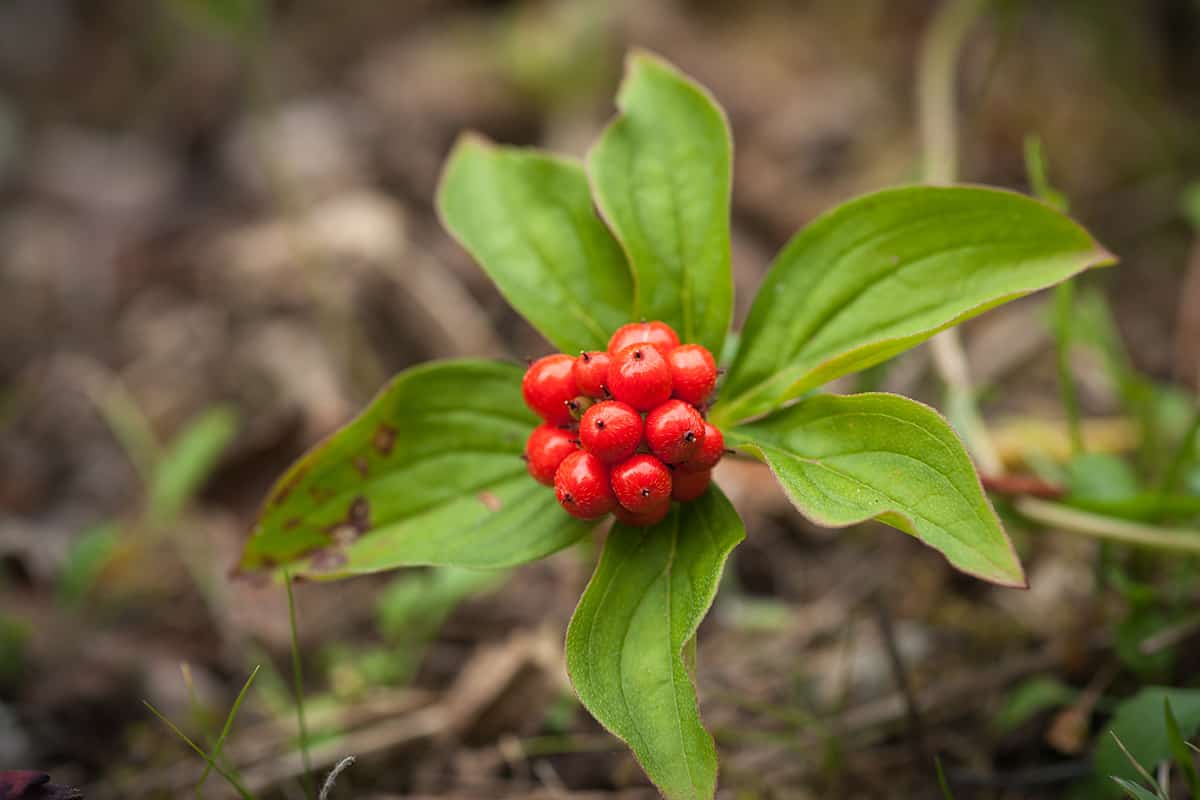 Bunchberry with fruit cluster and leaves on the forest floor