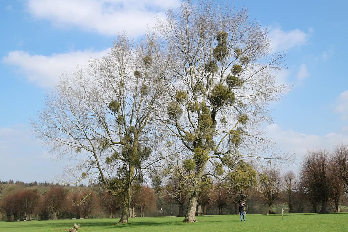 Bunches of mistletoe on tree in a park on green field with trees