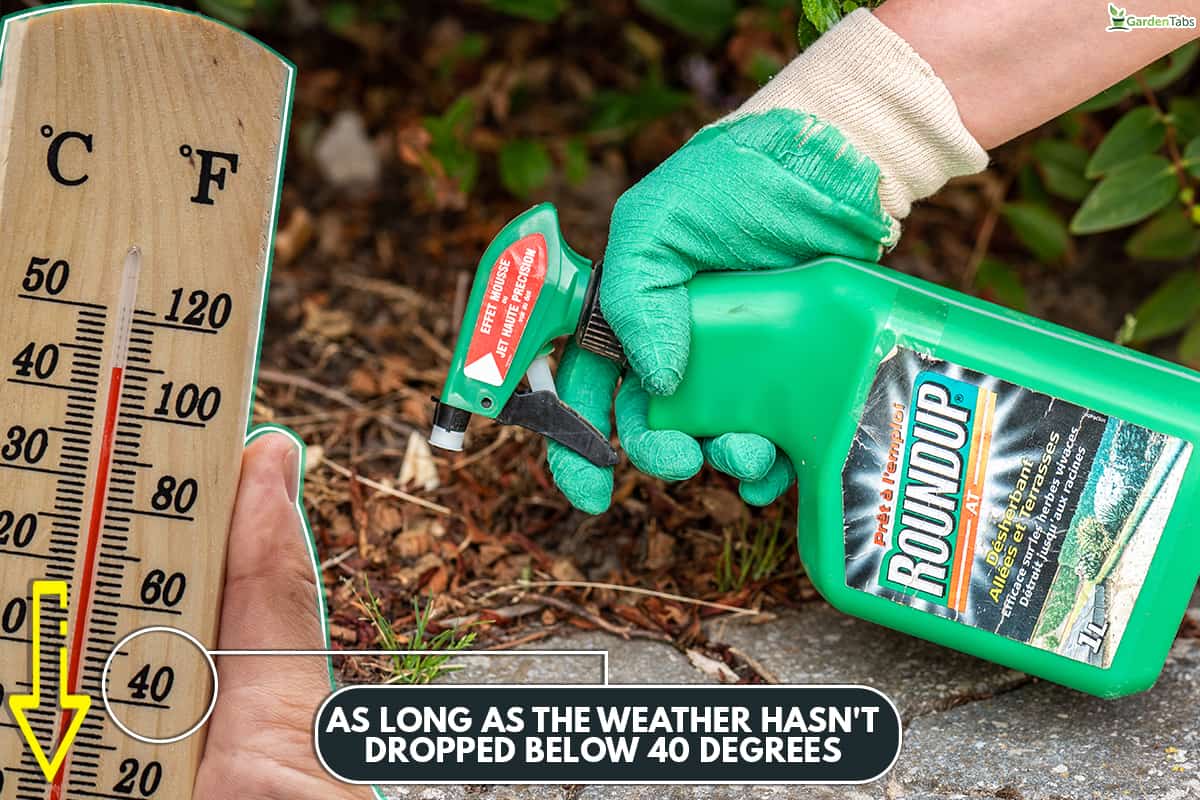 Can i use roundup in the fall, what temperature is too cold or too hot to spray roundup?