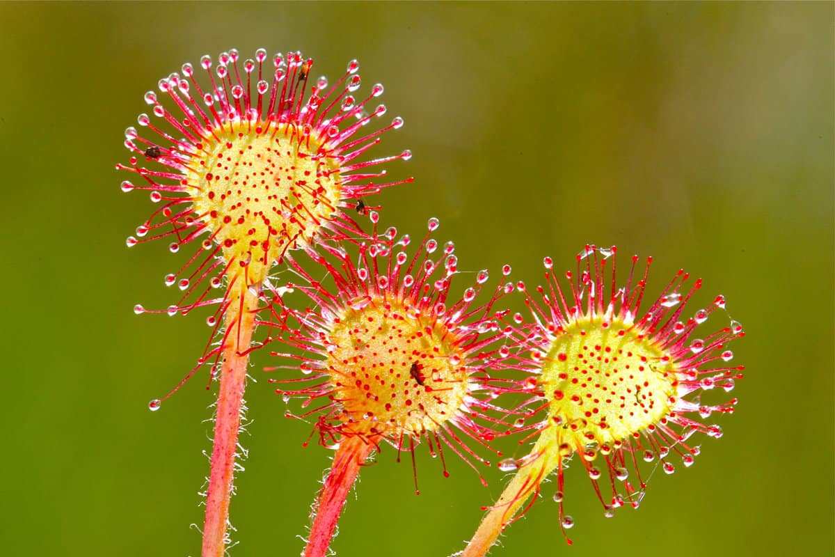 Close up of yellow red sundew drosera carnivorous plant with sticky drops to catch insects in nutrient poor ecosystems as protected raised bogs in the Netherlands with a light green background. 