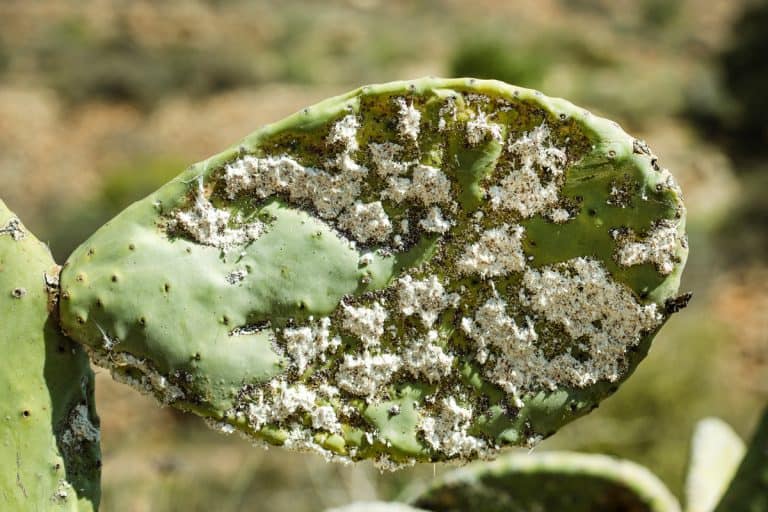 Closeup on dying Prickly cactus (also named Cactus Pear, Nopal, higuera, palera, tuna, chumbera) infested with cochineal scale insects, Dactylopius coccus from which the natural dye carmine is derived, What Are The Best Insecticides For Scale Insects?