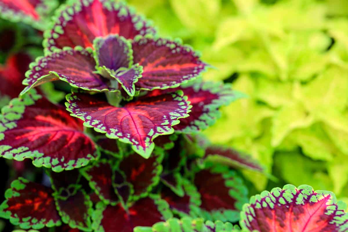 Coleus plant. A mixture of colors. Different varieties of coleus. Assortment of potted house plants. colorful leaves pattern. Burgundy-green leaves of coleus close-up.